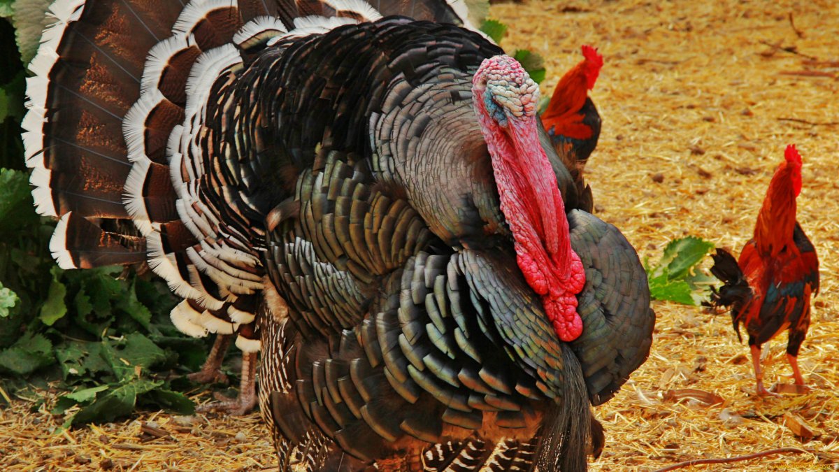 Хвост индюшки
