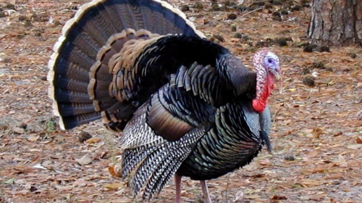 Индюк кулдыкает