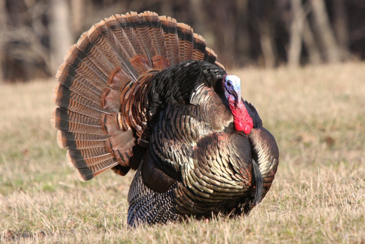Дикий американский индюк