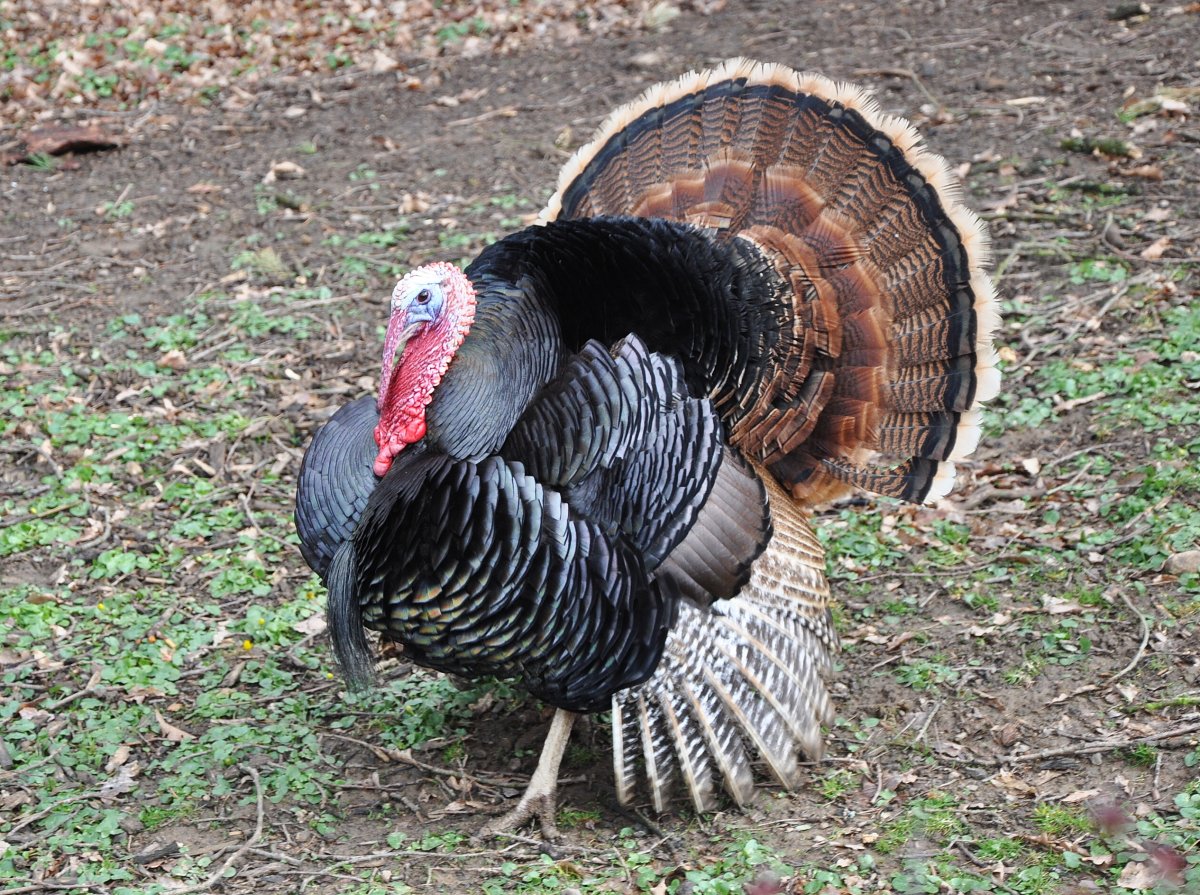 Индюк meleagris gallopavo