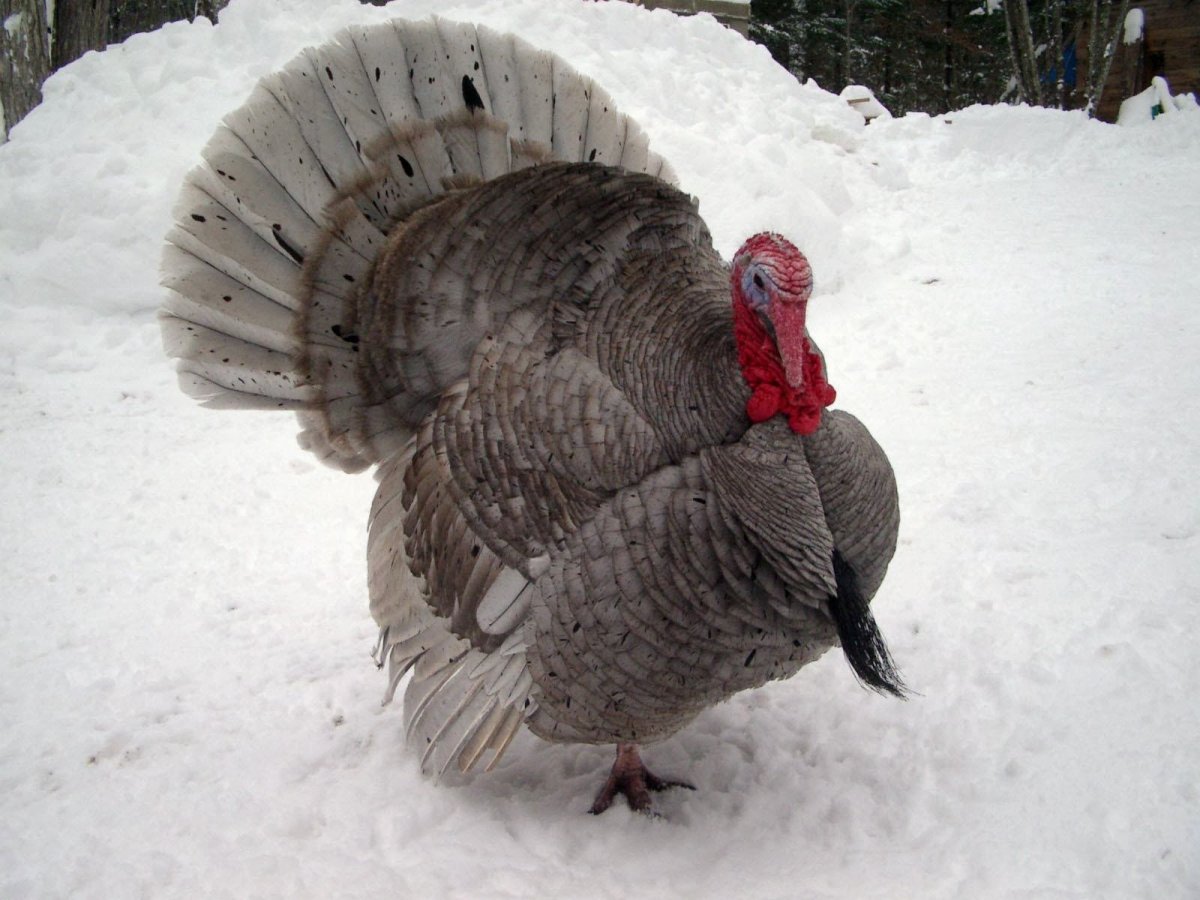 Индюк голубой широкогрудый