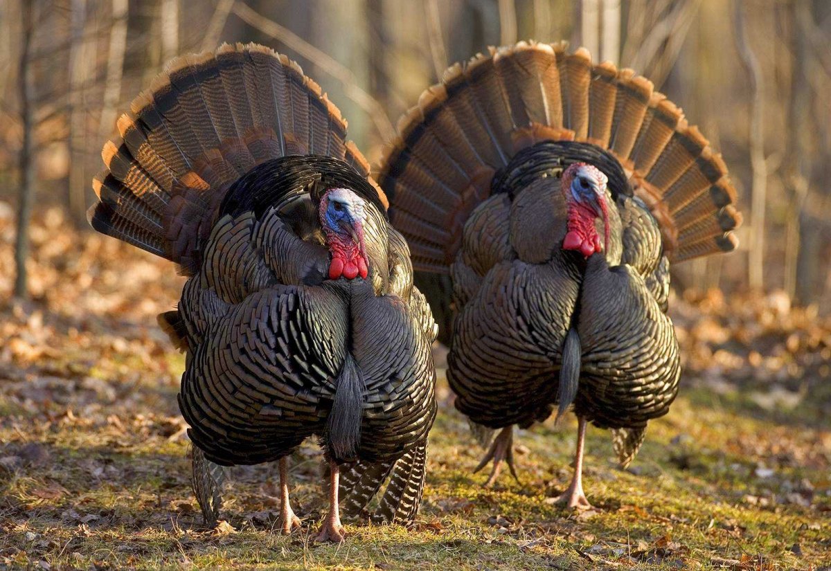 Бронзовая широкогрудая индейка