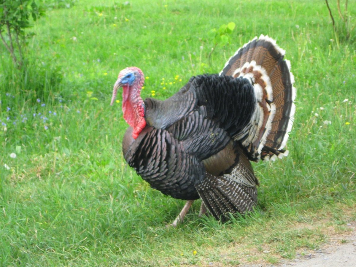 Ятырнагва индюк