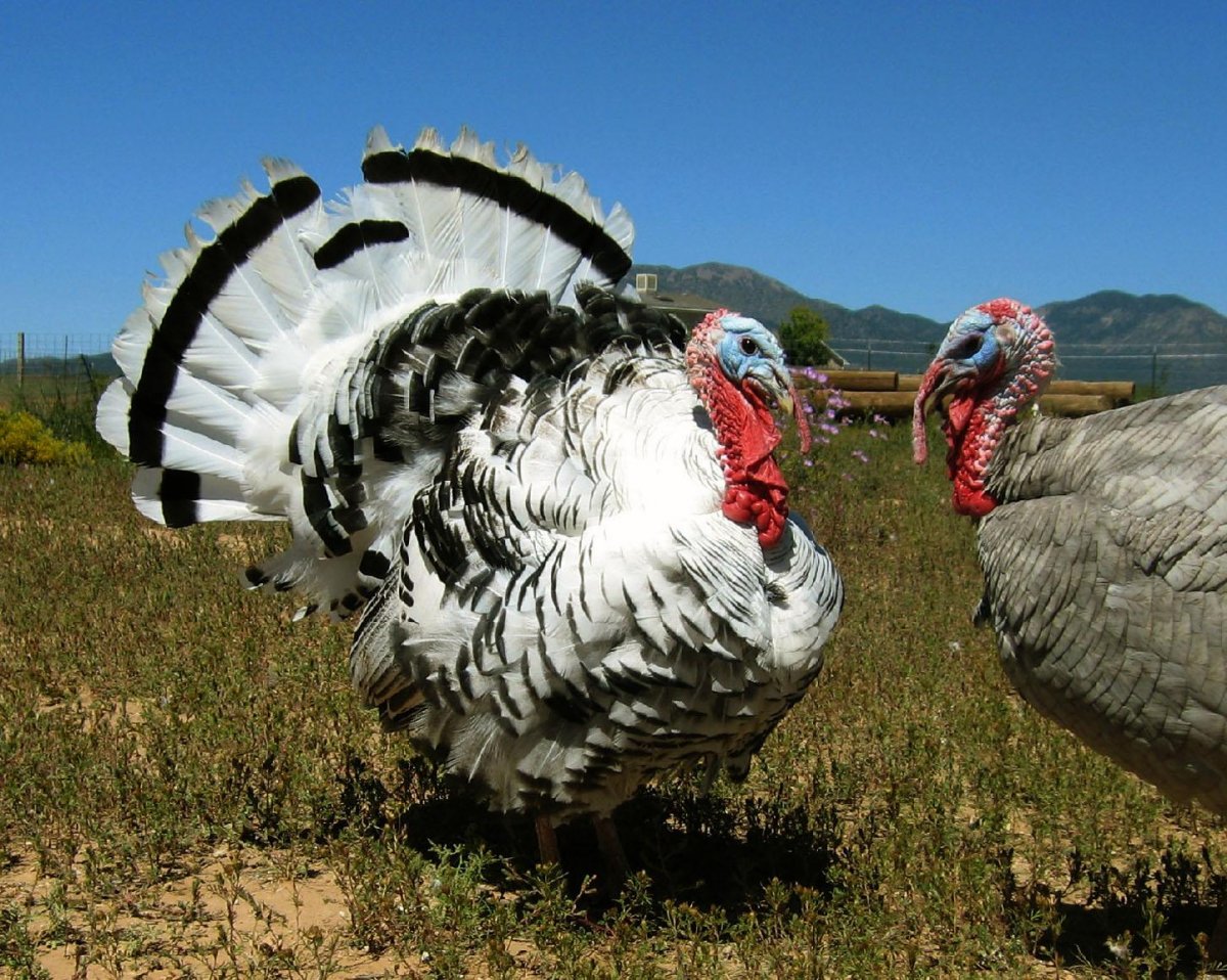 Королевский индюк