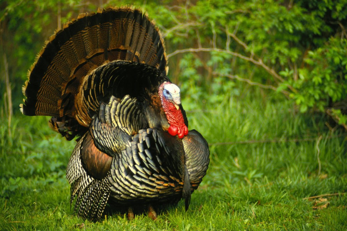 Индюк бронзовый широкогрудый