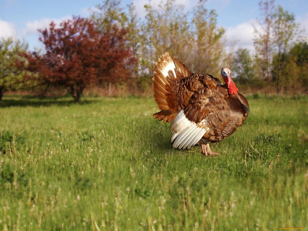 Индейки на лугу