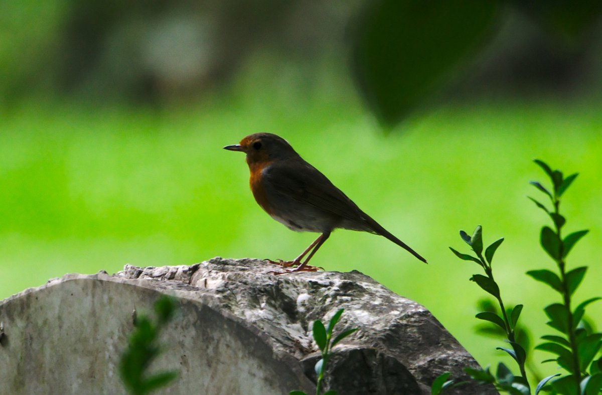 Желтый Робин птица