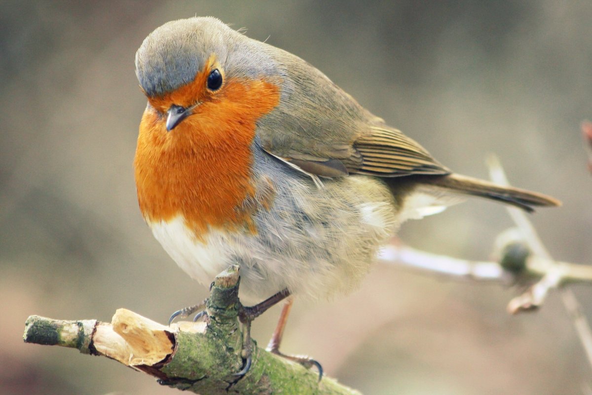 A Robin Малиновка