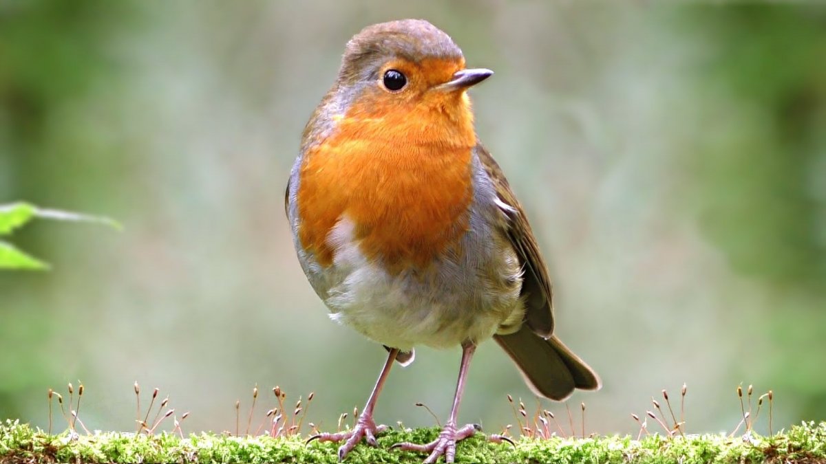 • Птица Зарянка/Малиновка Англия