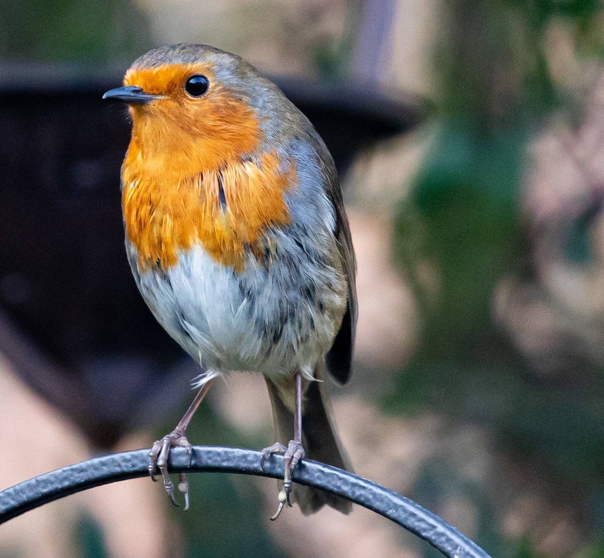 Птицы Зарянка Зяблик