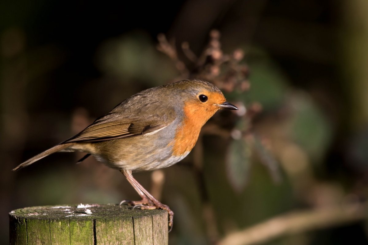 Robin Redbreast птица