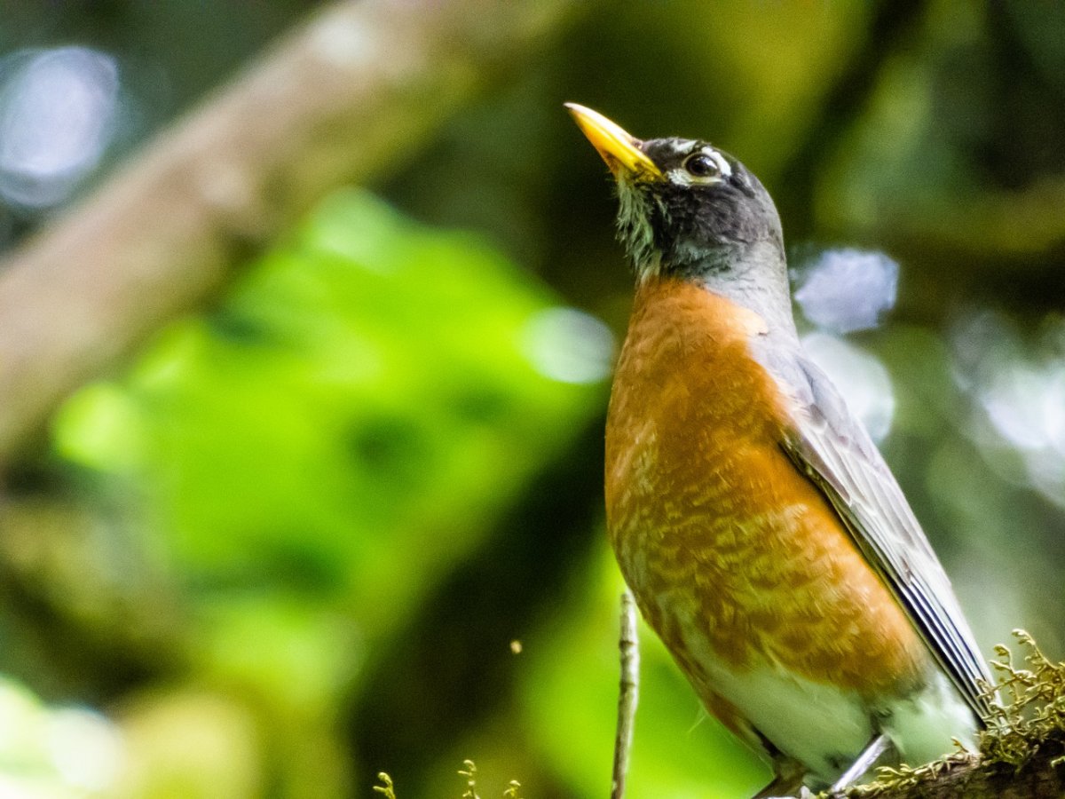 Певчие птицы Англии