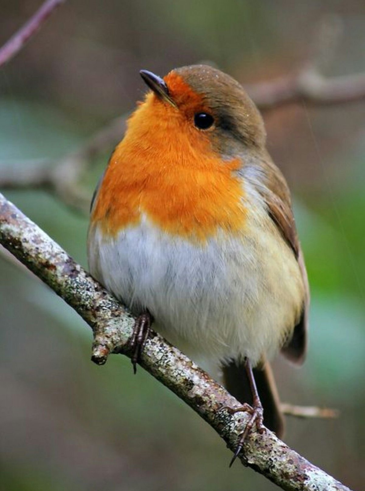 Робин -Зарянка птица