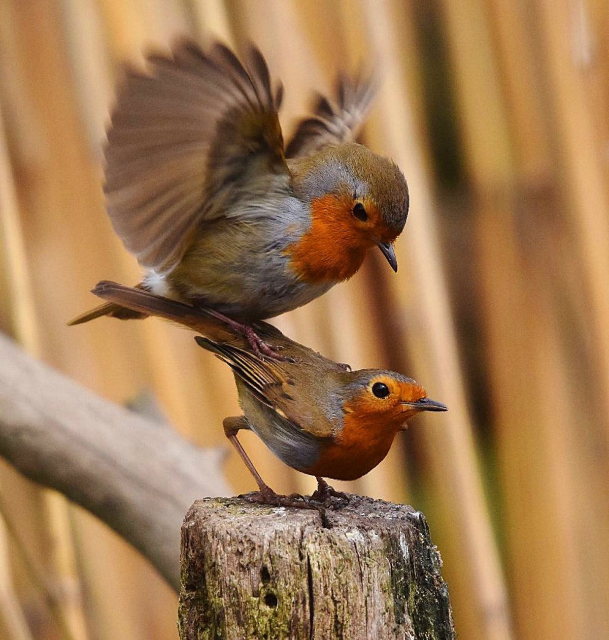 Зарянка ночная птица