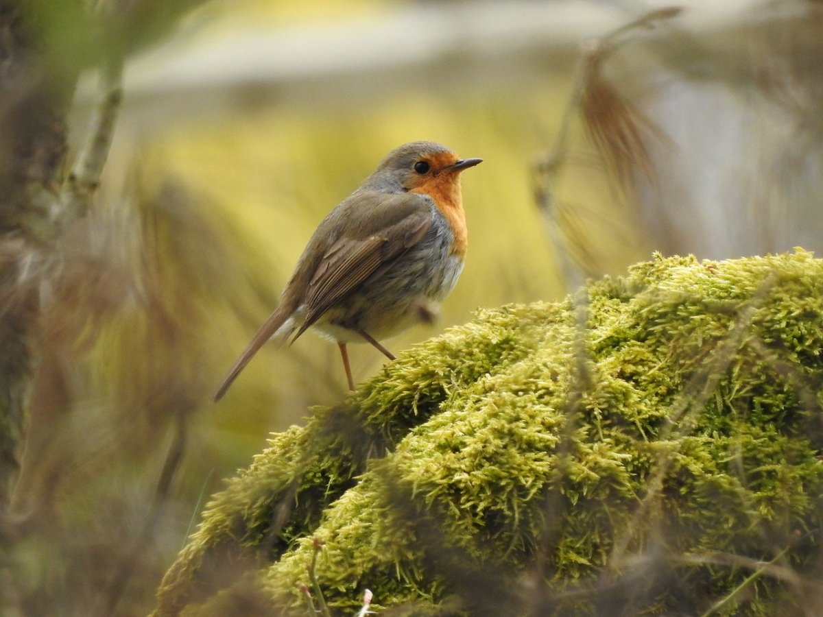Зунзинито птичка