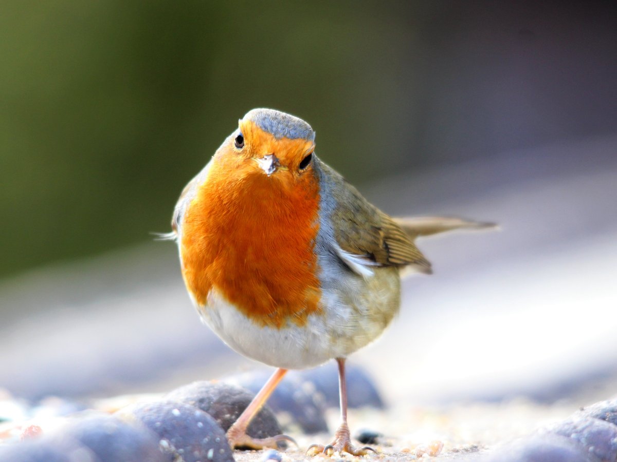 Пигарь птица