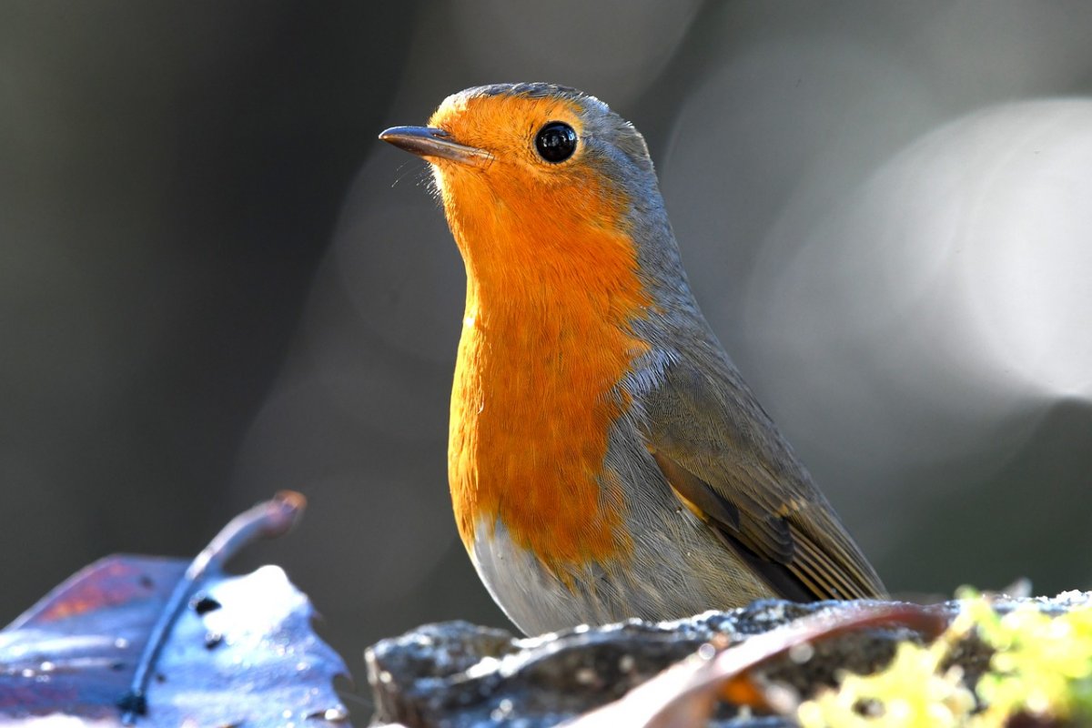 Слеток зарянки