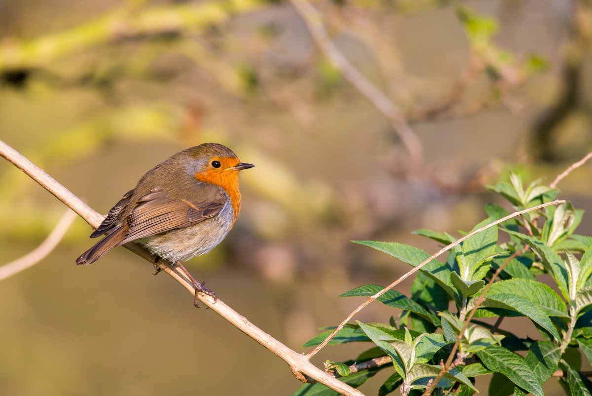 Зарянка в Великобритании