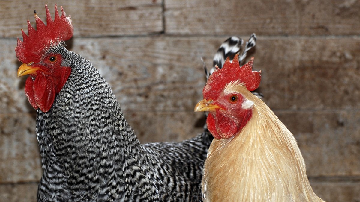 Курица Доминант хохлатая