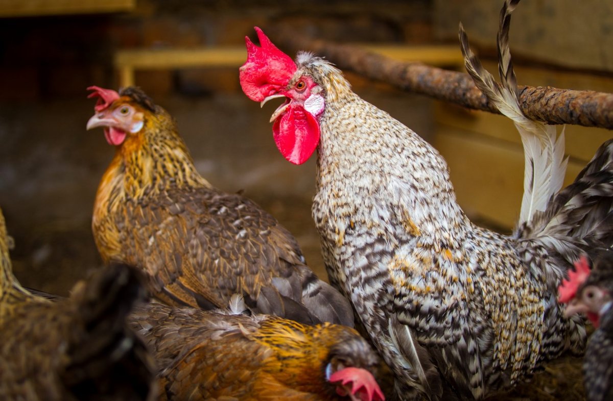 Куры русская хохлатая ситцевая