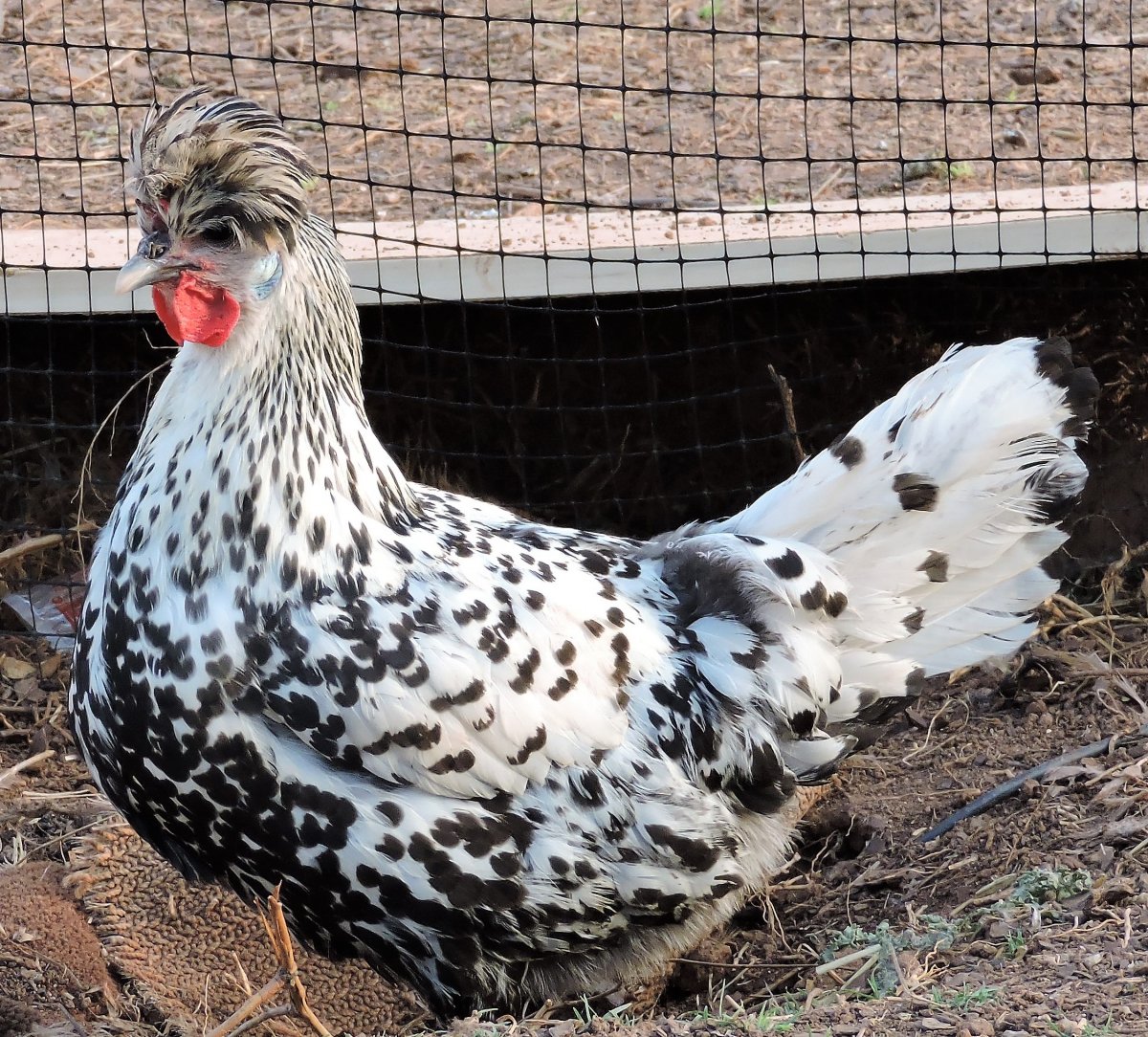 Калифорнийская серая порода кур