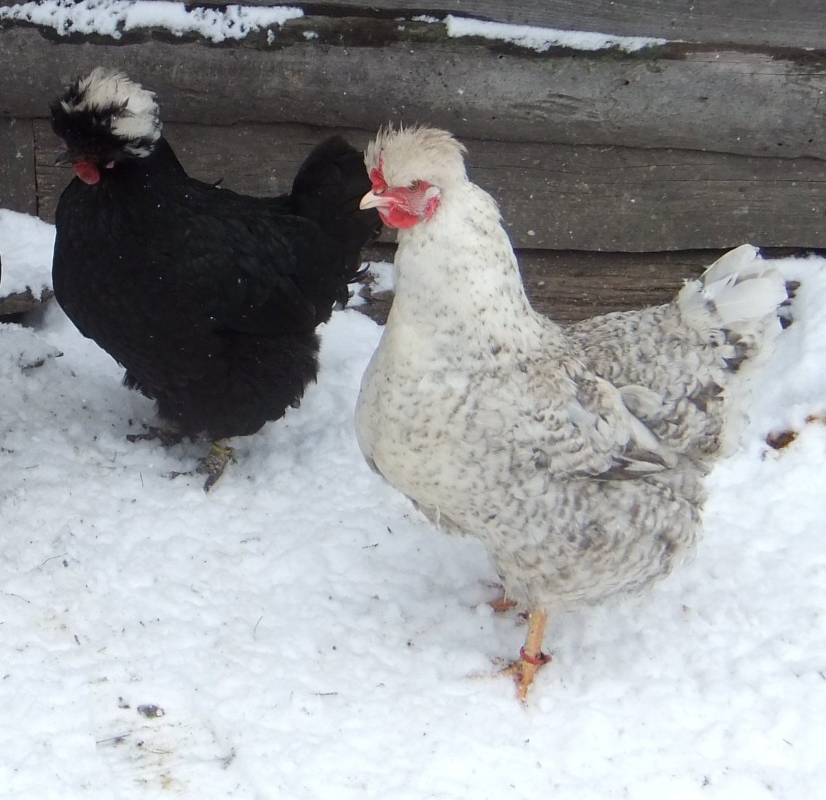 Сибрайт лимонный