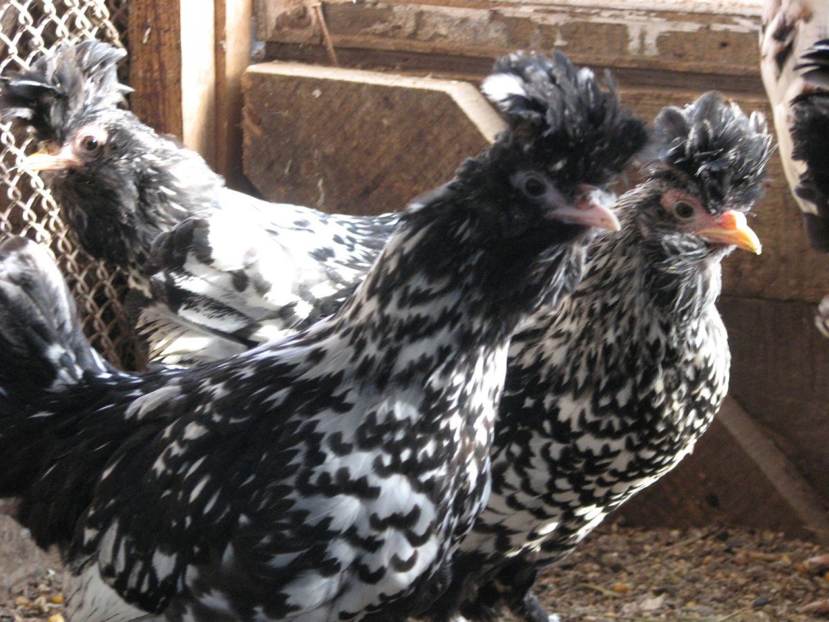 Аппенцеллер шпицхаубен