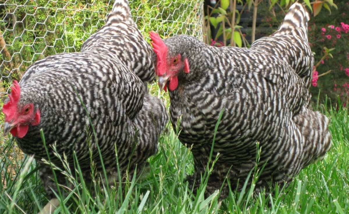 Куры Павловская хохлатая