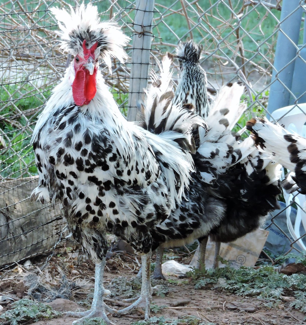 Хохлатая Курочка падуан