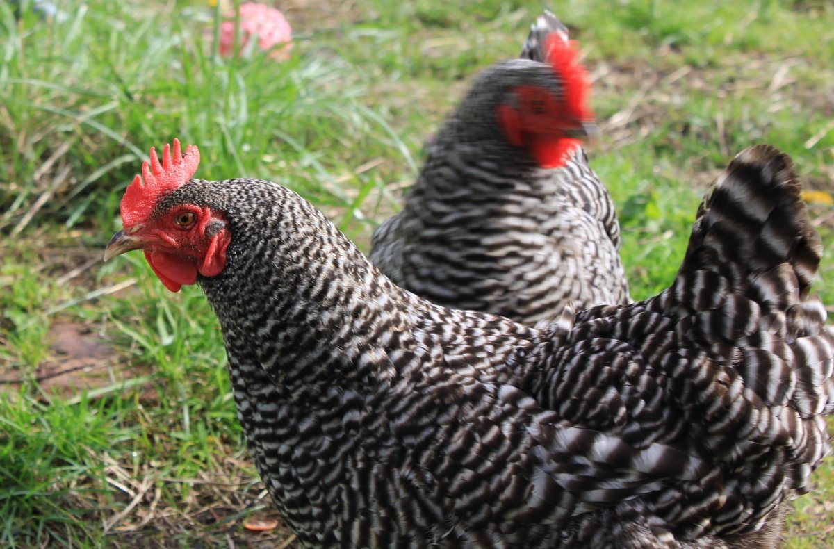 Брама хохлатая лохмоногая