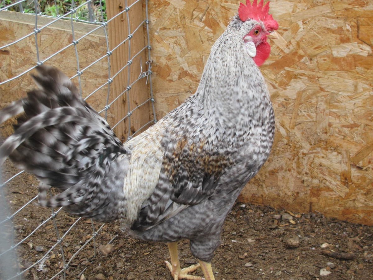 Виандот серебристый черноокаймленный