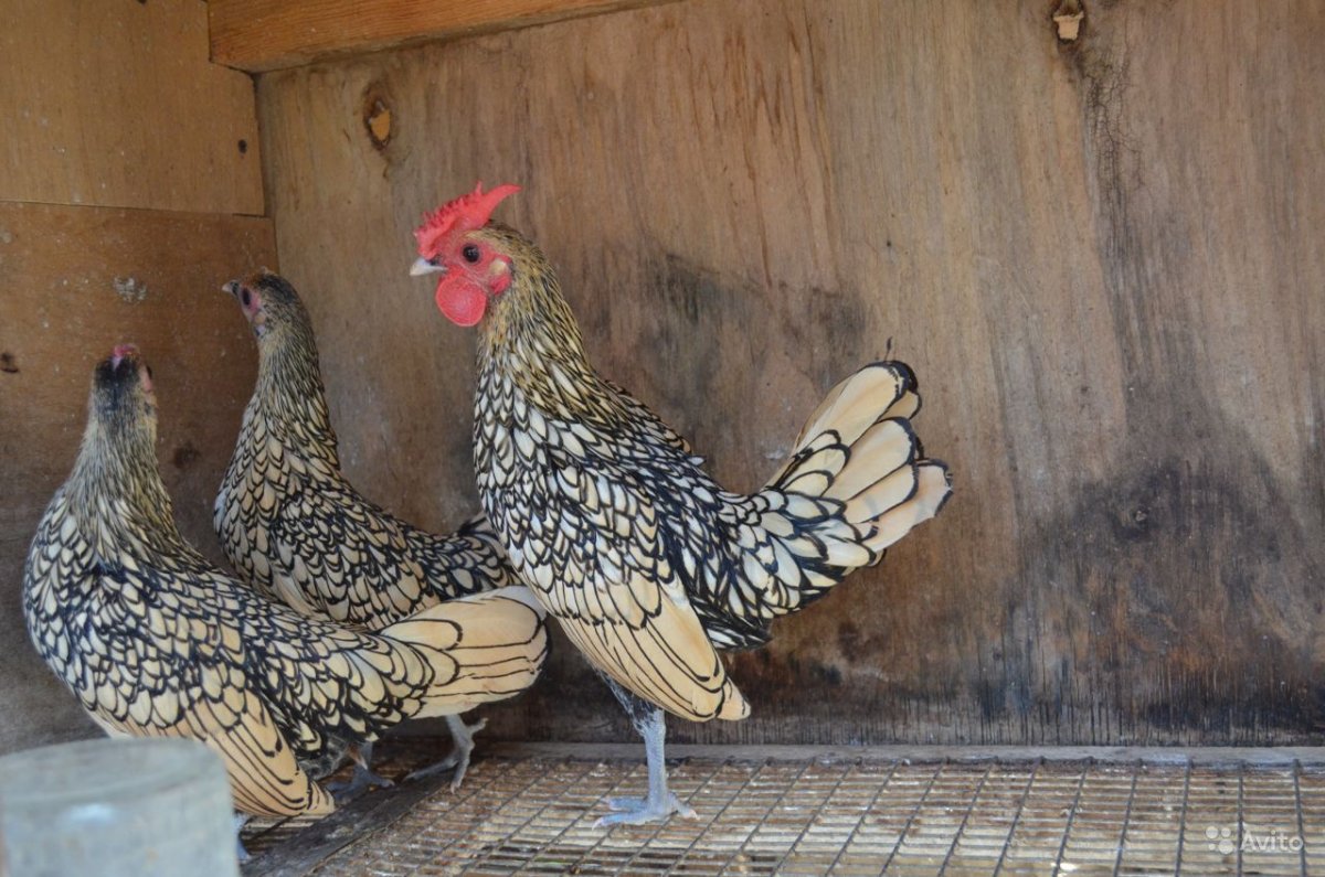 Голландская хохлатая порода кур