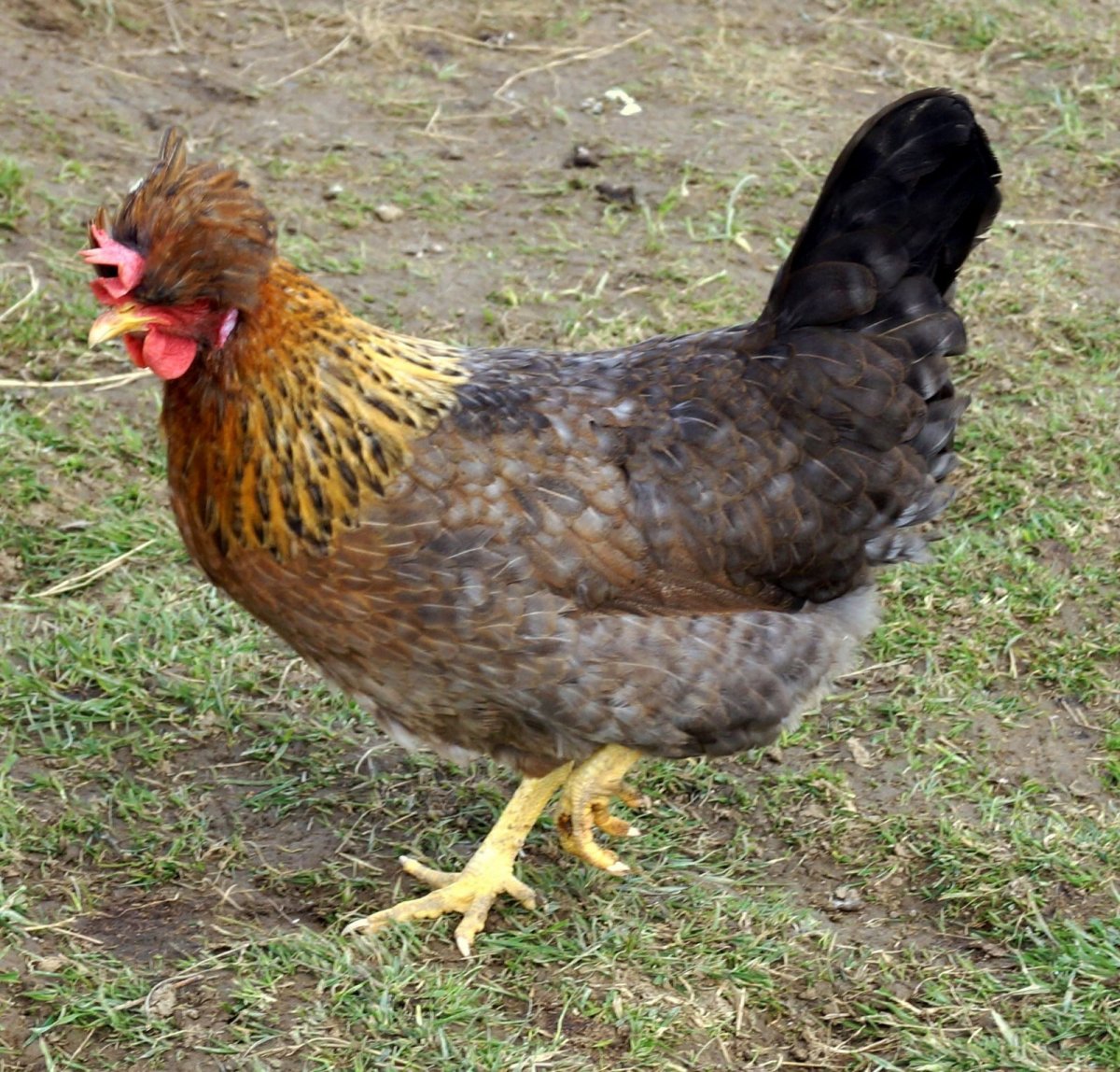 Курица Доминант хохлатая