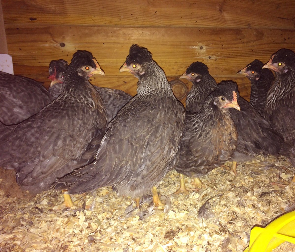 Куры порода Доминант хохлатая