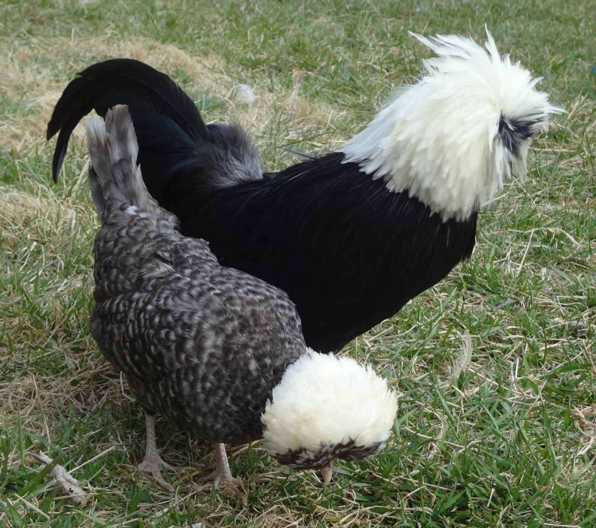 Доминант хохлатый