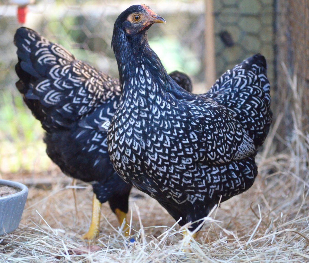 Падуан Шамоа