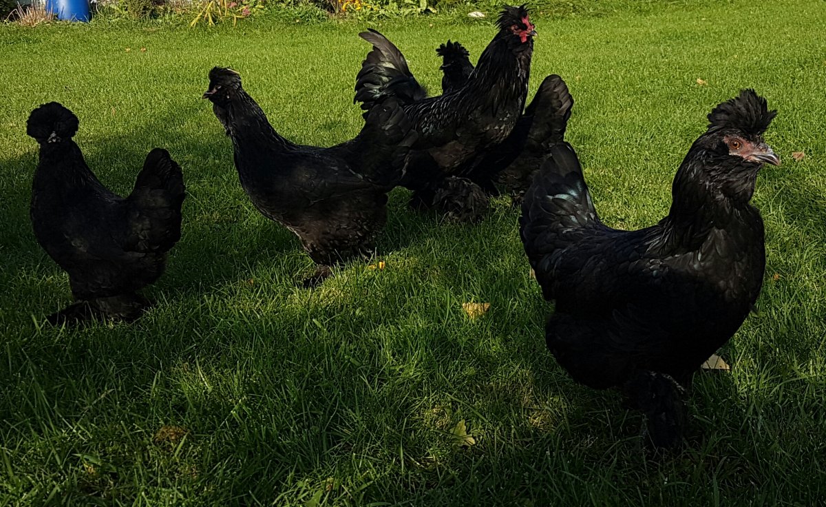 Виандот толбунт