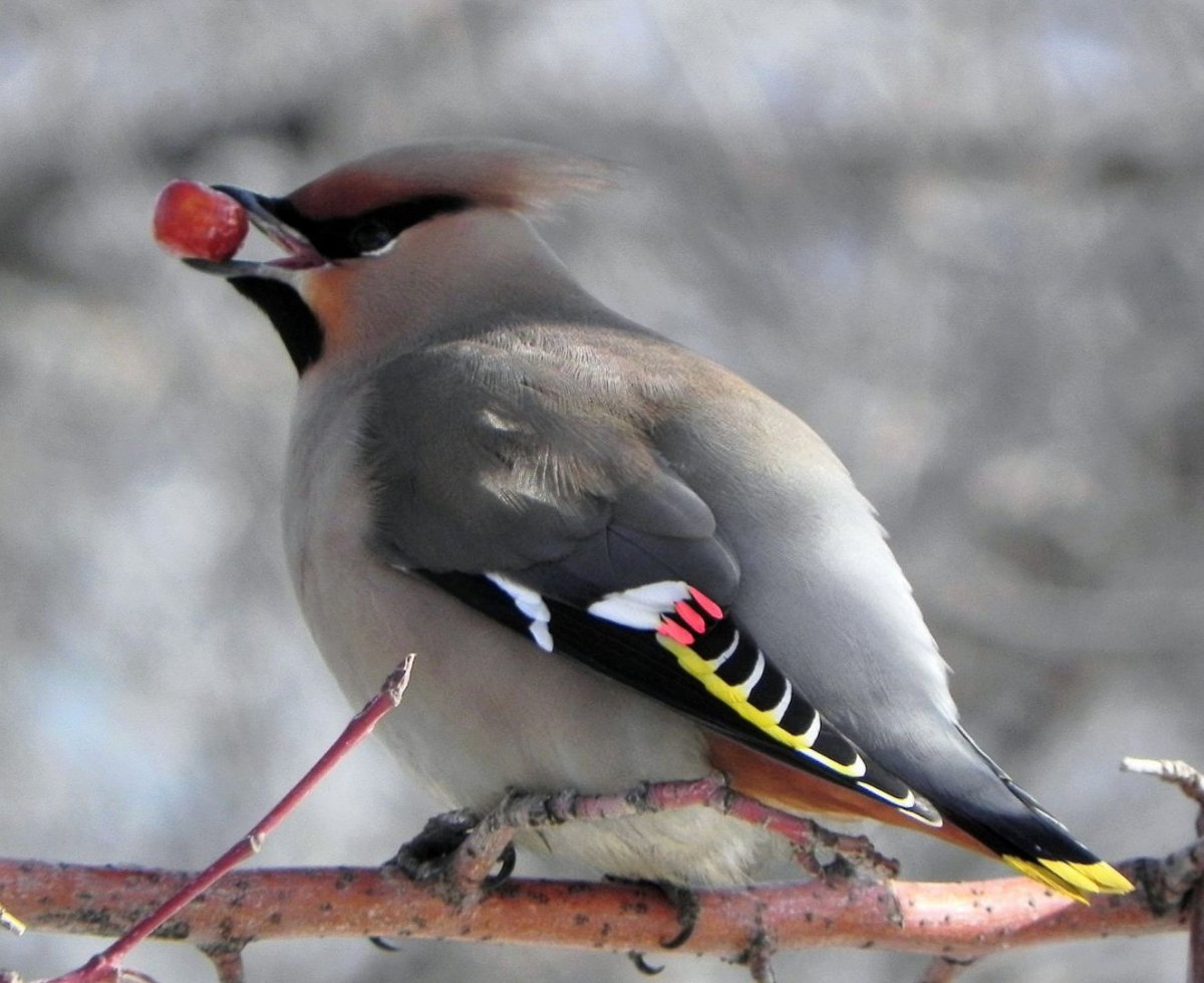 Свиристель Удмуртия