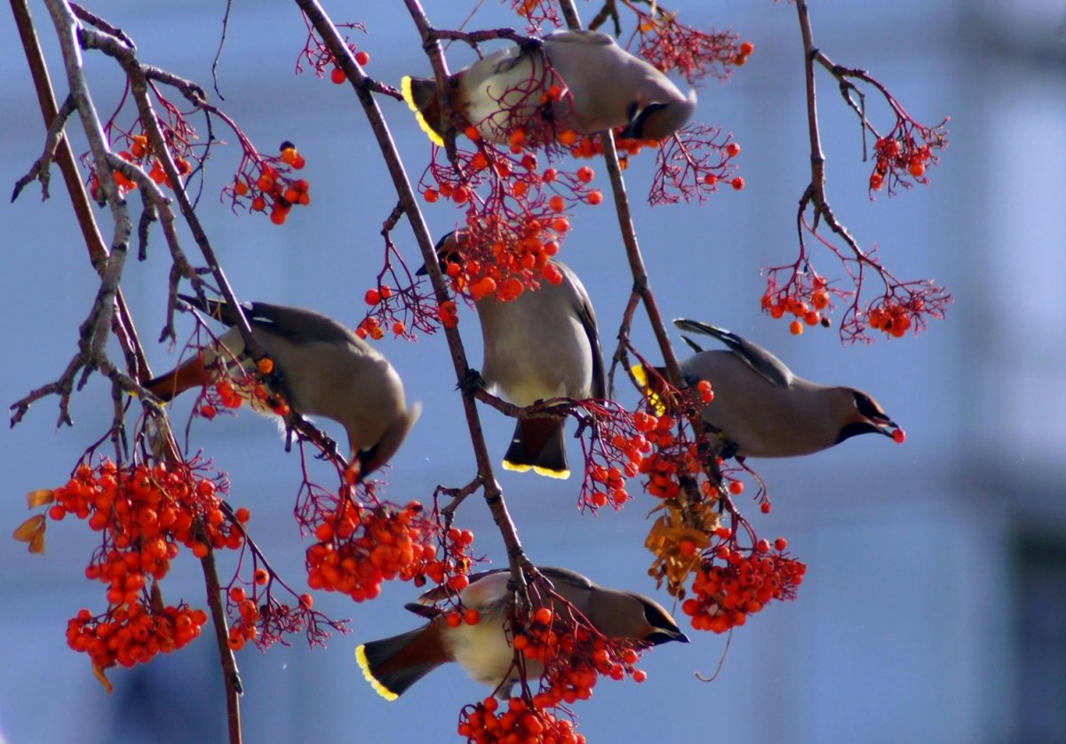 Снегири и свиристели