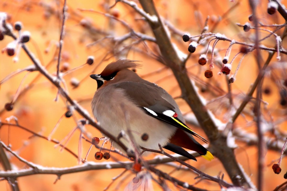 Певчие птицы Красноярского края