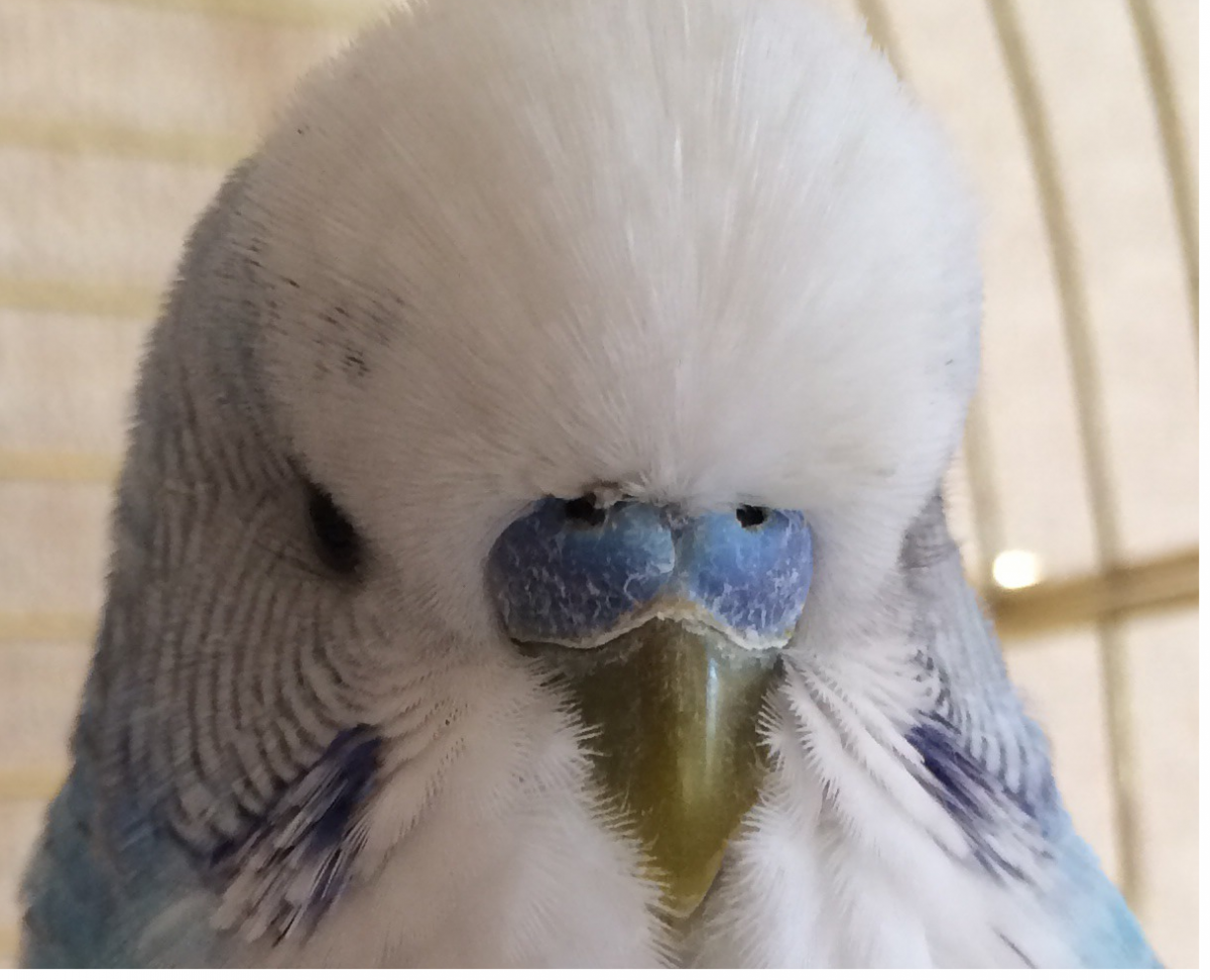 Восковица у волнистого попугая