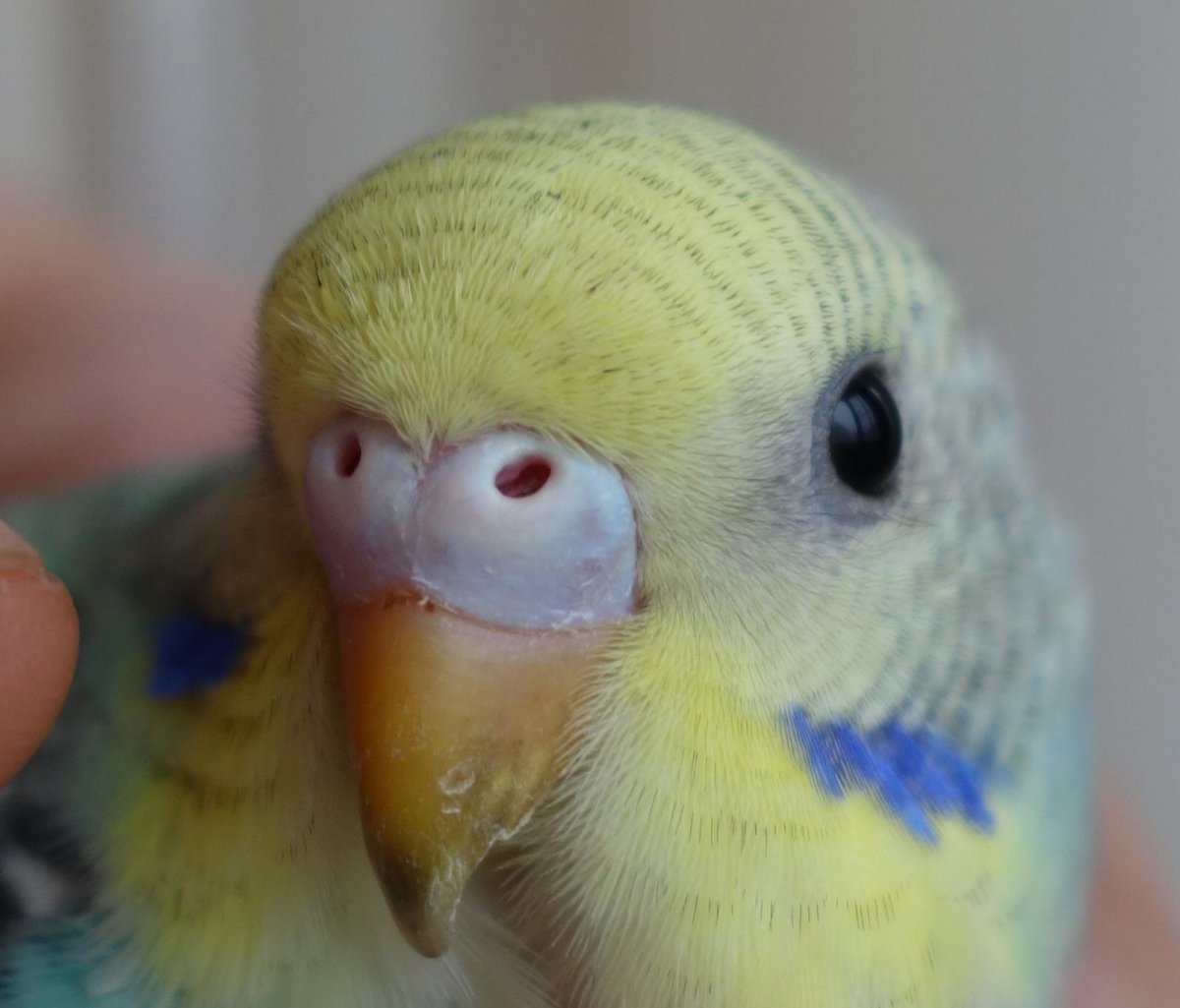 Волнистый попугай Арлекин