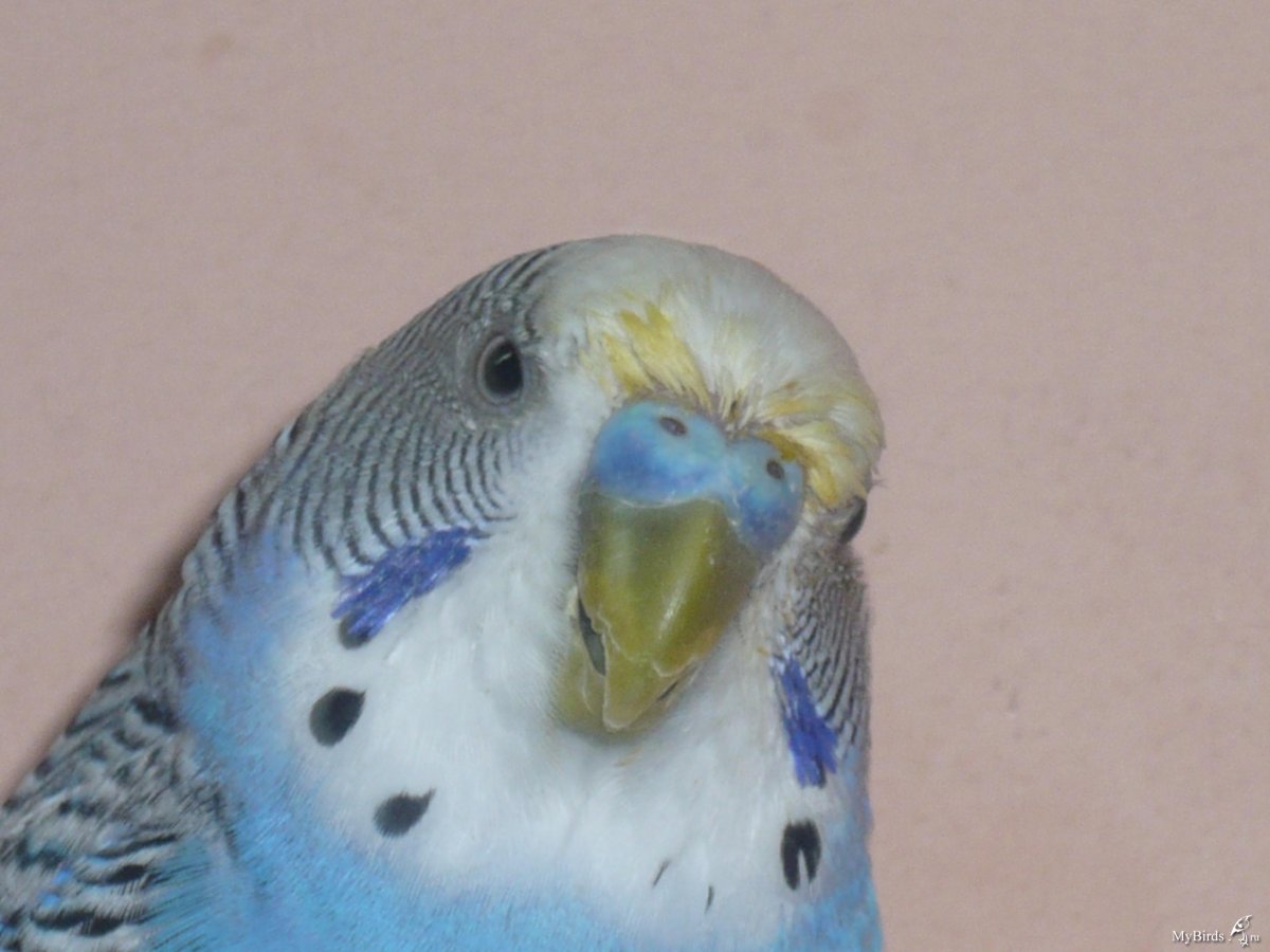 Цвет восковицы у самок волнистых попугаев