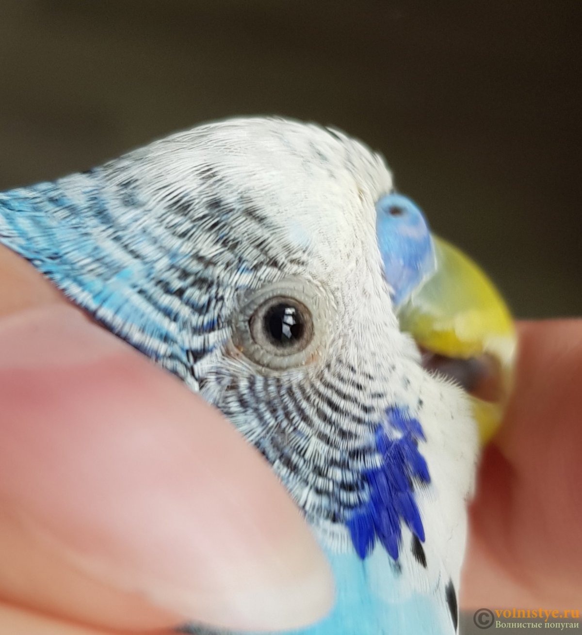 Глаз волнистого попугая