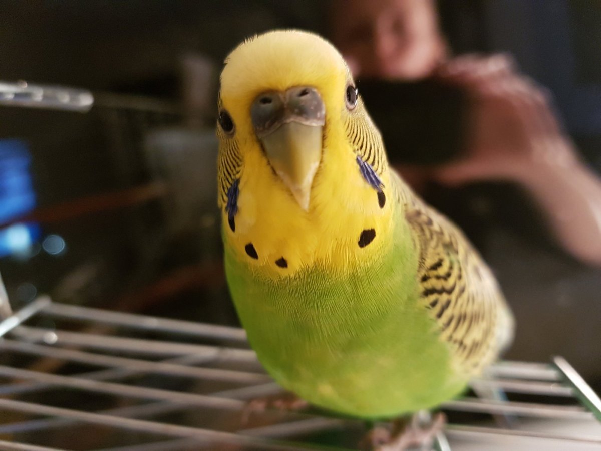 Восковица у птиц