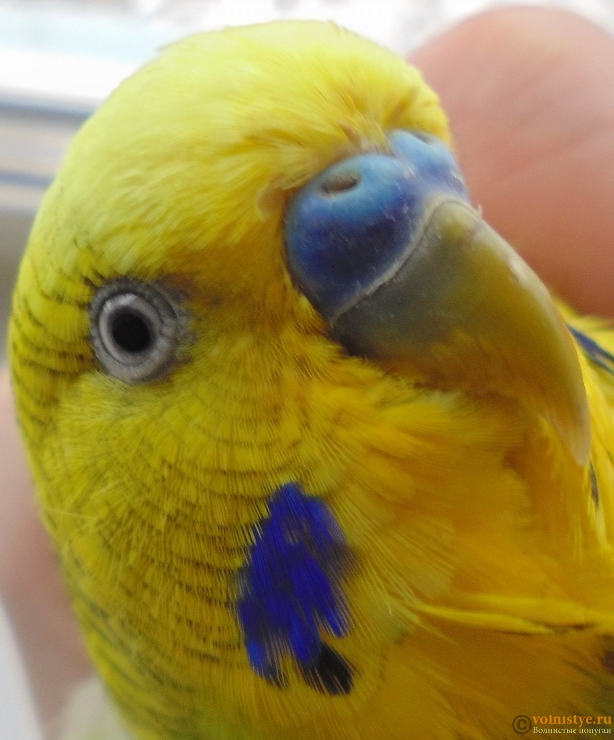 Сухая восковица у волнистого попугая