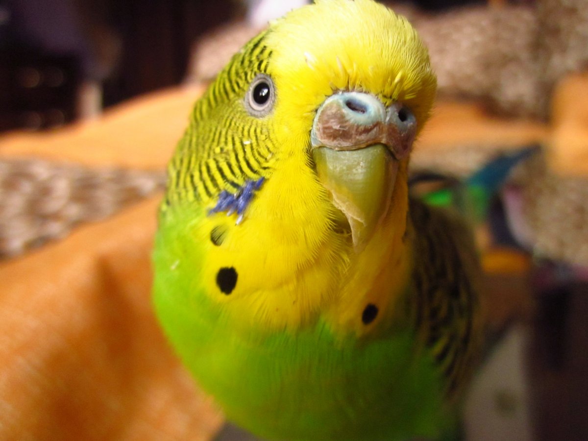 Восковица у волнистого попугая