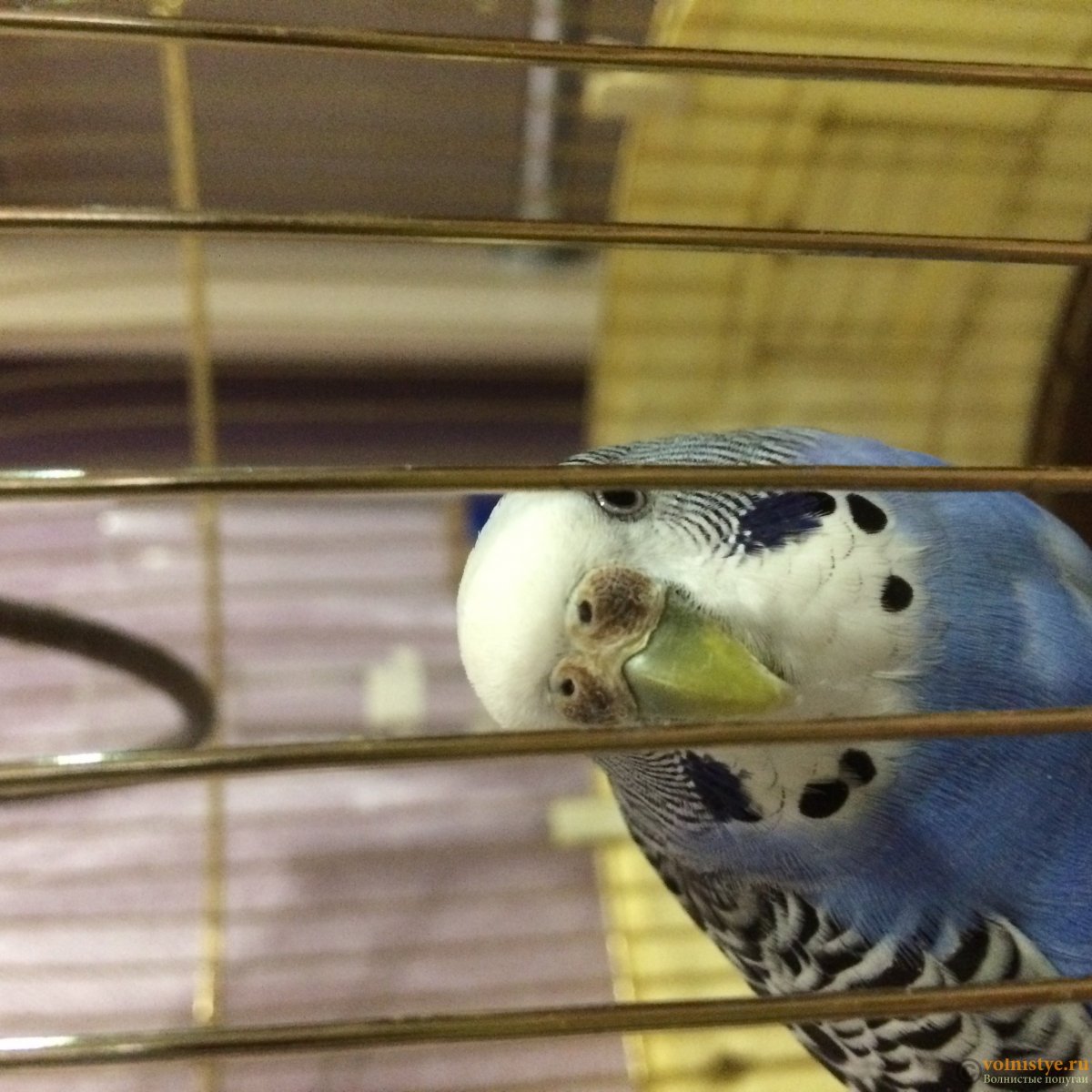 Восковица у волнистых попугаев пол