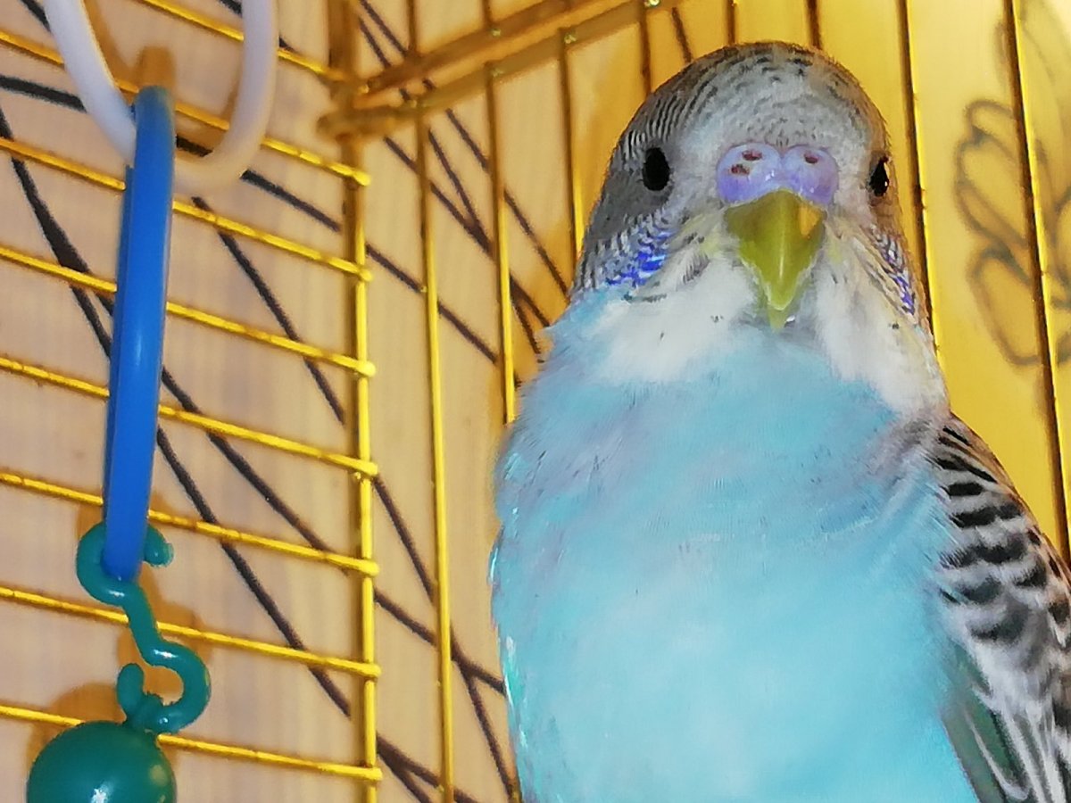 Неразлучник восковица