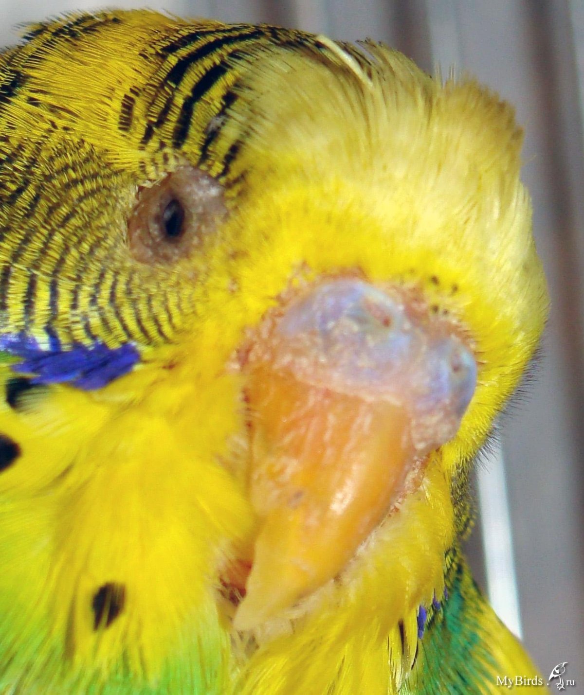 Восковица самки волнистого попугая